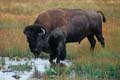 amerikanischer Bison - Buffalo